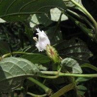 Strobilanthes thwaitesii T.Anderson